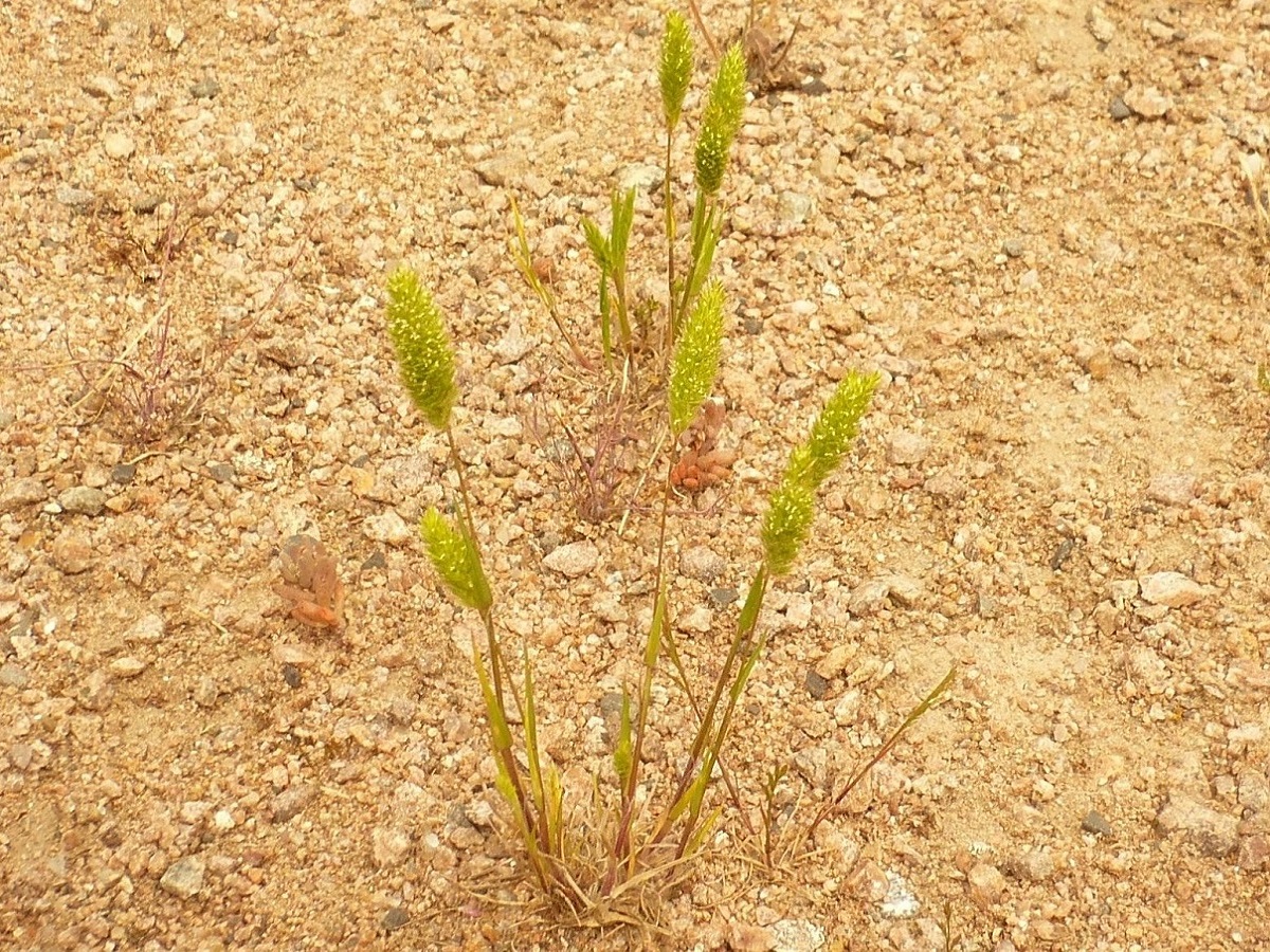 Rostraria cristata (Poaceae)
